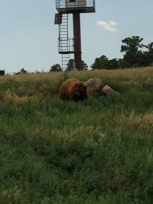 Bear Country USA by null