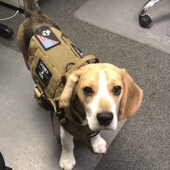 Healthy Home Pest Control & Services - Tobi the BED BUG Beagle - Pest Control Near Me - Belleville, Illinois Healthy Home Pest Control & Services - Tobi the BED BUG Beagle - Pest Control Near Me - Belleville, Illinois