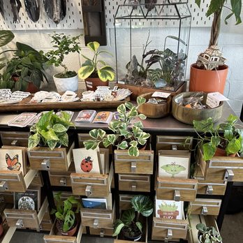 Dandy Lion Coffee - Coffee & Tea Near Me - Denver, Colorado Dandy Lion Coffee - Coffee & Tea Near Me - Denver, Colorado