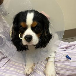 Gus post surgery Gus post surgery