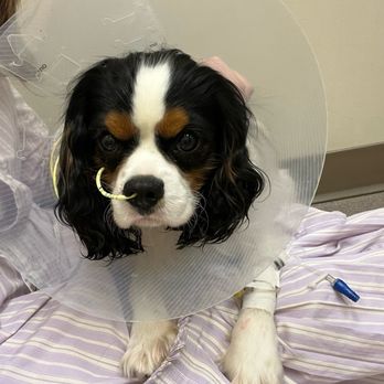 Four Seasons Veterinary Specialists - Gus post surgery - Veterinarians Near Me - Loveland, Colorado Four Seasons Veterinary Specialists - Gus post surgery - Veterinarians Near Me - Loveland, Colorado