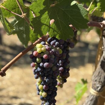 Robert Biale Vineyards - Wine Tours Near Me - Napa, California
