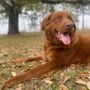 Photo of Laurie Tuttle Dog Training