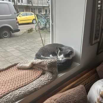 Kattencafé Kopjes - So peaceful here, lots of relaxing happing here. - Cafes Near Me - Amsterdam, New Hampshire