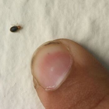 Canyons Lodge - Pretty sure it's a bed bug at the canyons lodge - Hotels Near Me - Kanab, Utah
