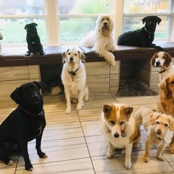 Chris's Dog Hotel No Cages - Doggy daycare has never looked better!!!