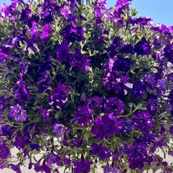 Gilgal Oasis Rv Park - Hanging baskets