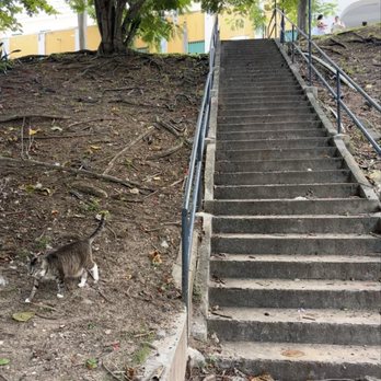 Save a Gato - Animal Shelters Near Me - San Juan, Puerto Rico Save a Gato - Animal Shelters Near Me - San Juan, Puerto Rico