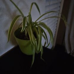 Forever Green