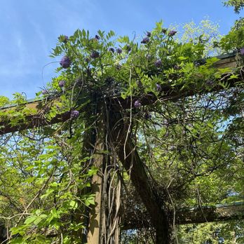Issac's Cafe - Pergola with flowering vines and busy bees. - Desserts Near Me - Shepherdsville, Kentucky Issac's Cafe - Pergola with flowering vines and busy bees. - Desserts Near Me - Shepherdsville, Kentucky