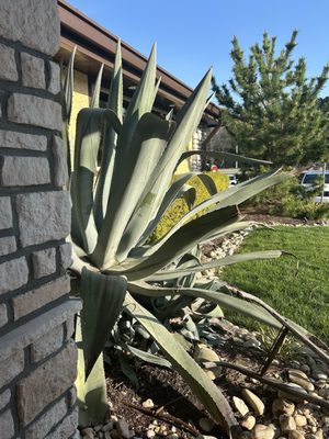 Saltgrass Steak House by null