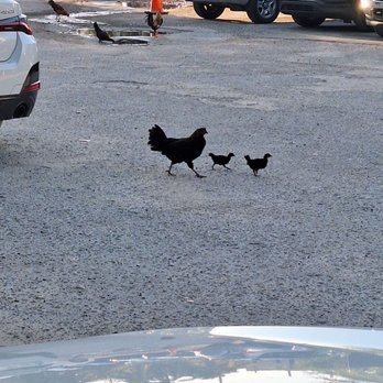 Red Rooster Overtown - Parking lot roosters - Cocktail Bars Near Me - Miami, Florida Red Rooster Overtown - Parking lot roosters - Cocktail Bars Near Me - Miami, Florida
