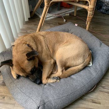 LuckyPup SoCal - Bolt learned how to sleep on his bed with the help of LuckyPup! - Pet Training Near Me LuckyPup SoCal - Bolt learned how to sleep on his bed with the help of LuckyPup! - Pet Training Near Me