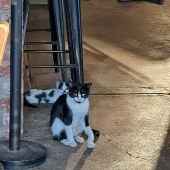 Valencia Club - Black & white cats - Bars Near Me - Penryn, California Valencia Club - Black & white cats - Bars Near Me - Penryn, California