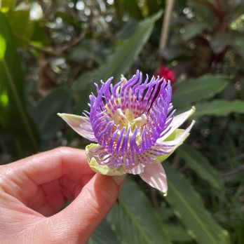 Hike Maui - The passion fruit flower - Tours Near Me - Kahului, Hawaii Hike Maui - The passion fruit flower - Tours Near Me - Kahului, Hawaii