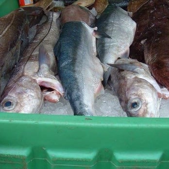 Sal's Fresh Seafood Market - a variety of fish - Seafood Markets Near Me - Meredith, New Hampshire Sal's Fresh Seafood Market - a variety of fish - Seafood Markets Near Me - Meredith, New Hampshire