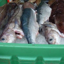 Sal's Fresh Seafood Market