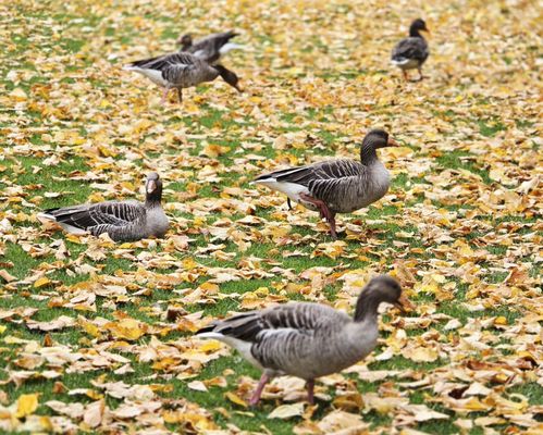 The King's Garden by null