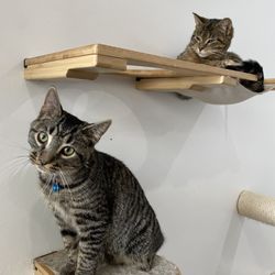 Happy Cat Cafe - Cats