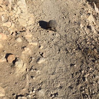 Fortynine Palms Oasis - It's rare but every now and then you see the elusive Desert Tortoise. Leave them alone!!!!!! - Hiking Near Me - Twentynine Palms, California