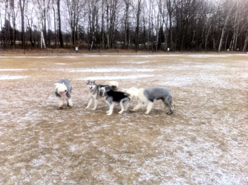 Starr Farm Dog Park Logo