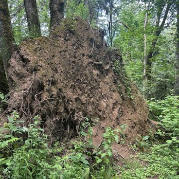 Forest Park - Lots of tree roots - Parks Near Me - Portland, Oregon