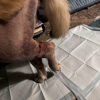 Standiford Veterinary Center - After two weeks he's able to walk but on 3 legs - Veterinarians Near Me - Modesto, California Standiford Veterinary Center - After two weeks he's able to walk but on 3 legs - Veterinarians Near Me - Modesto, California