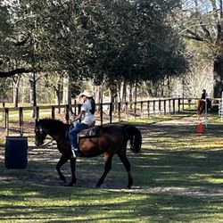 Horse Rides of Pensacola