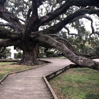Treaty Oak Park - Parks Near Me - Jacksonville, Florida