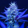 TruMed Dispensary