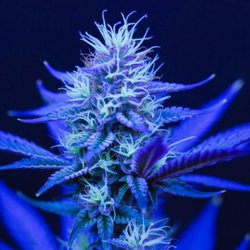 TruMed Dispensary