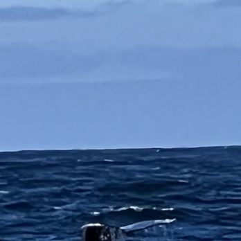Discovery Whale Watch - Whale Watching Tours Near Me - Monterey, California