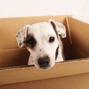 Westpac International - Moving With Pets - Movers Near Me - Honolulu, Hawaii Westpac International - Moving With Pets - Movers Near Me - Honolulu, Hawaii