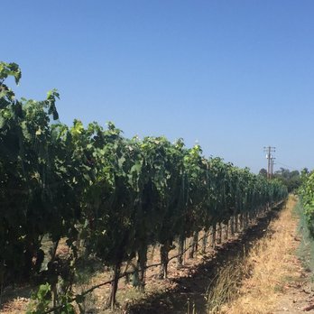 Rideau Vineyard - Some of the vines where we were able to taste grapes right off the vine. - Wine Tasting Room Near Me - Solvang, California
