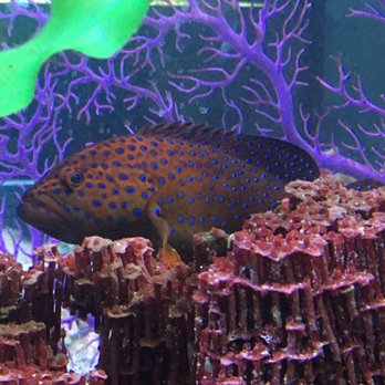 Bermuda Triangle Tropical Fish - Local Fish Stores Near Me - Chattanooga, Tennessee