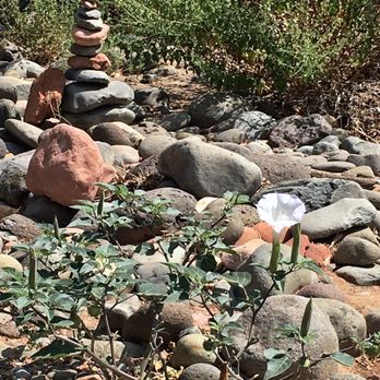 Crescent Moon Picnic Site - A white flower survives in this rocky area, a miracle of life - Parks Near Me - Sedona, Arizona