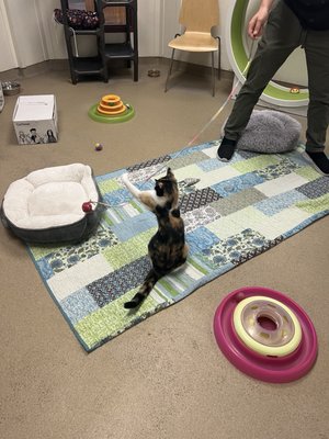 SPCA of Wake County by null