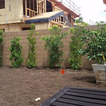 Moon Valley Nurseries - After: featuring Podocarpus hedge, New Zealand Christmas trees, kumquat tree, and navel orange tree. Also our dog. - Tree Services Near Me - Irvine, California