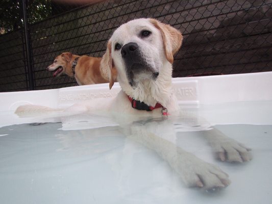 jackson's place dog daycare