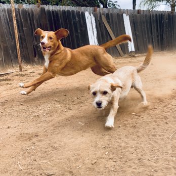 Wags & Ruffs - Pet Boarding Near Me - San Diego, California Wags & Ruffs - Pet Boarding Near Me - San Diego, California