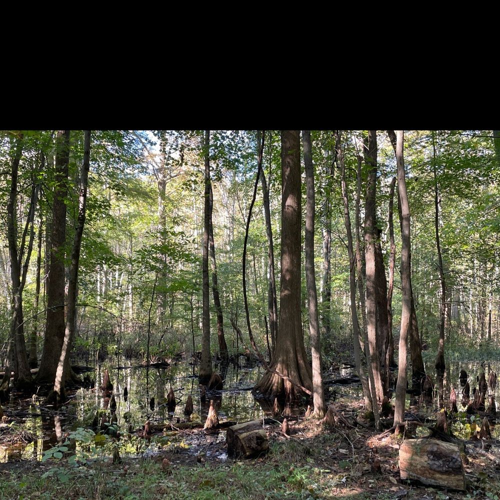 Stumpy Lake Natural Area