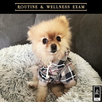 Private Animal Care - Routine & wellness vet exams - Veterinarians Near Me - Los Angeles, California Private Animal Care - Routine & wellness vet exams - Veterinarians Near Me - Los Angeles, California