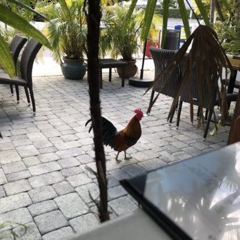 Azur - Rooster (because Key West) - New American Near Me - Key West, Florida Azur - Rooster (because Key West) - New American Near Me - Key West, Florida