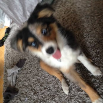 Jolly Paws Pet Care - Dog Walkers Near Me Jolly Paws Pet Care - Dog Walkers Near Me