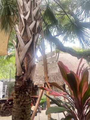 Devia Juice Bar at Midtown Garden by null