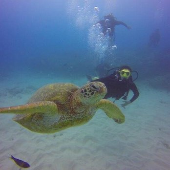 Oahu Diving - Scuba Diving Near Me - Honolulu, Hawaii Oahu Diving - Scuba Diving Near Me - Honolulu, Hawaii