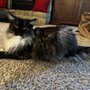 Photo of LapCats Cattery