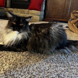 LapCats Cattery - Annie the Maine Coon Cat from Lapcats Cattery!
