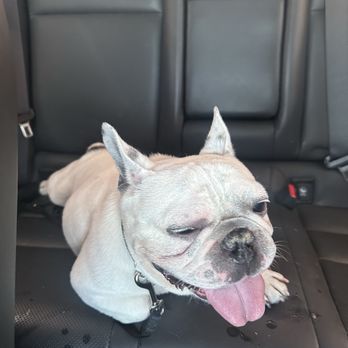 That Crazy Dog Lady - his eye was shut, and very red when i tried to open it - Pet Groomers Near Me - Glendale, Arizona That Crazy Dog Lady - his eye was shut, and very red when i tried to open it - Pet Groomers Near Me - Glendale, Arizona