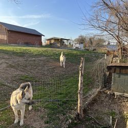 Fairway Inn - Dog Run